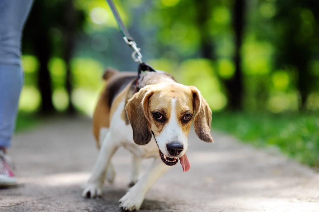 Hund zieht an der Leine