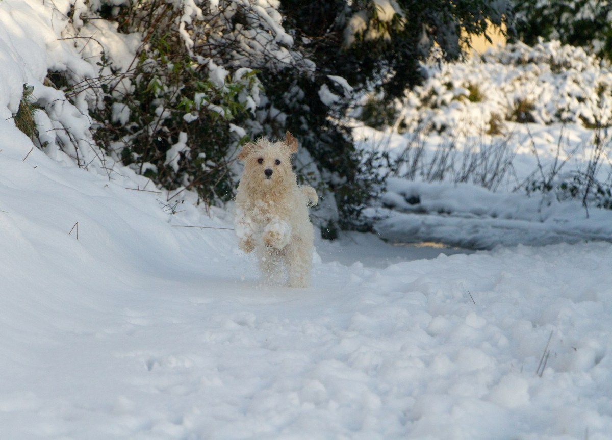 Schneeklumpen im Hundefell