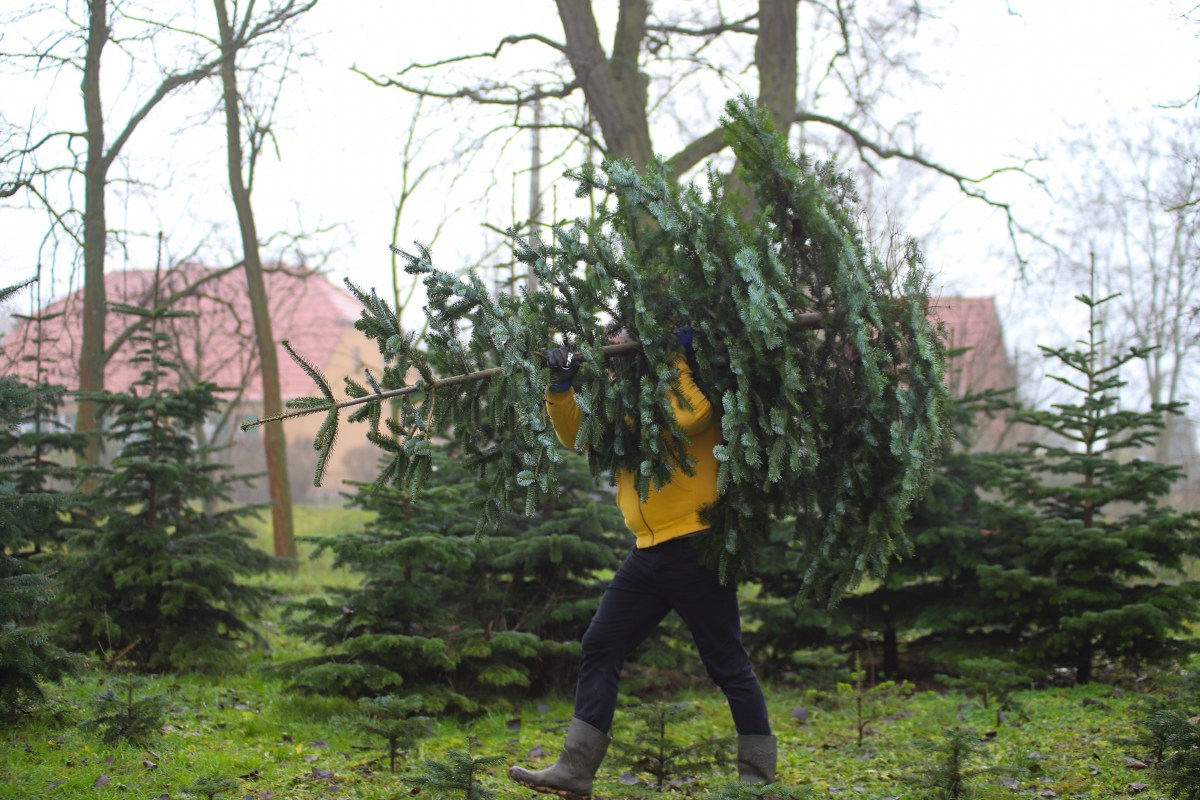 Ein Mann trägt einen Weihnachtsbaum auf der Schulter.