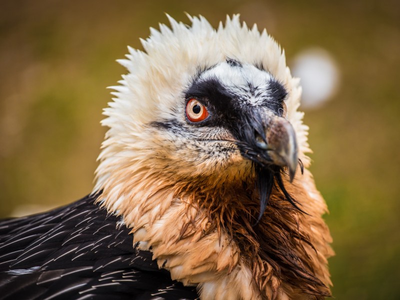 Bartgeier gehört zu den Wildtieren in Deutschland