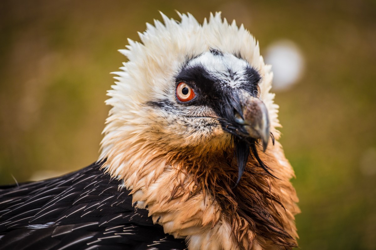 Bartgeier gehört zu den Wildtieren in Deutschland