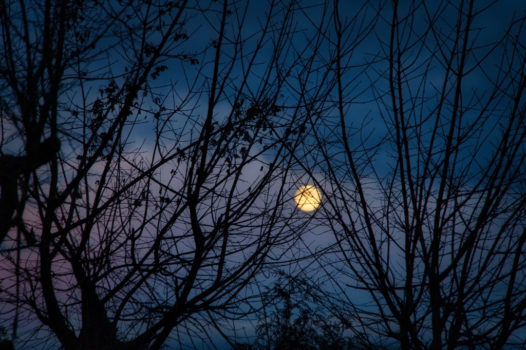 Ein Vollmond hinter Wolken und einem Baum.