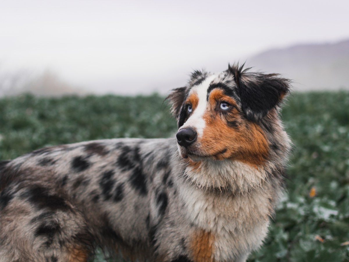 Australian Shepherd