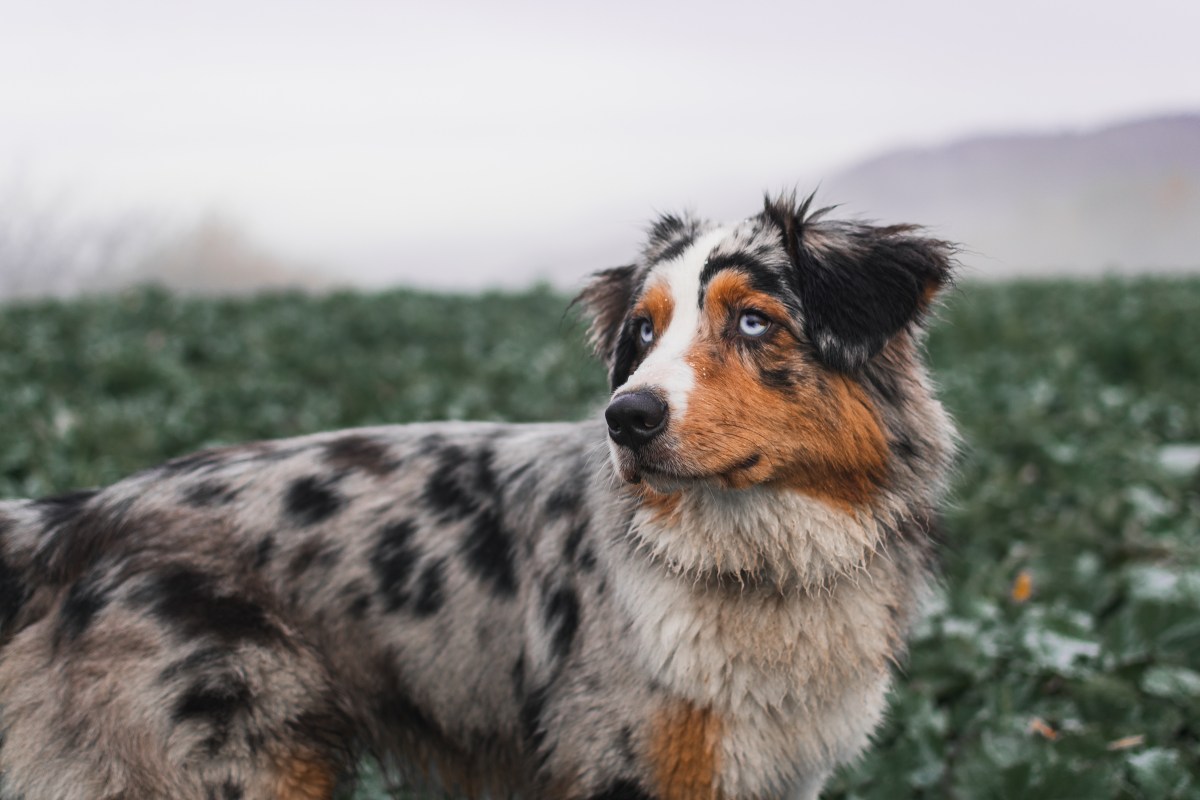 Australian Shepherd