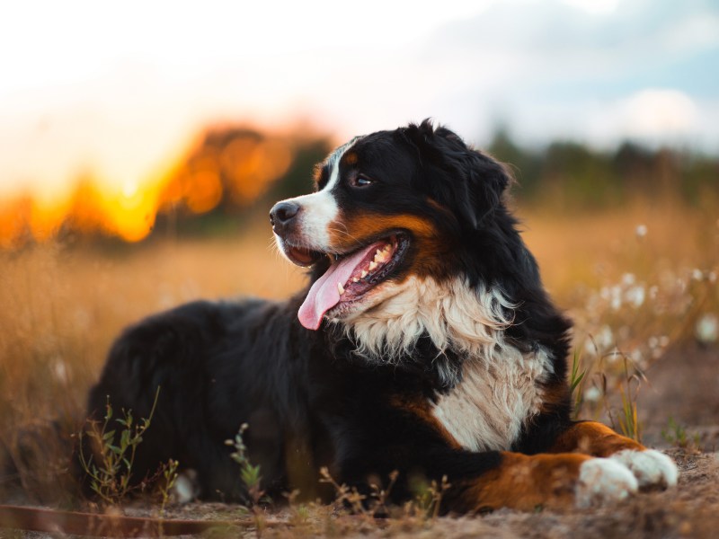 Berner Sennenhund liegt auf einem Feld