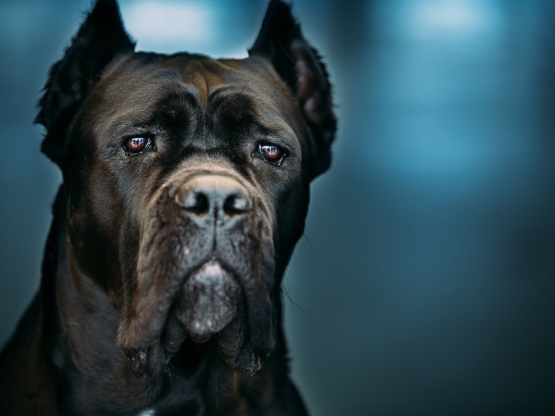 Der Cane Corso Kampfhund im Portrait