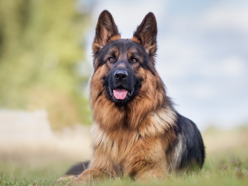 Deutscher Schäferhund liegt auf der Wiese