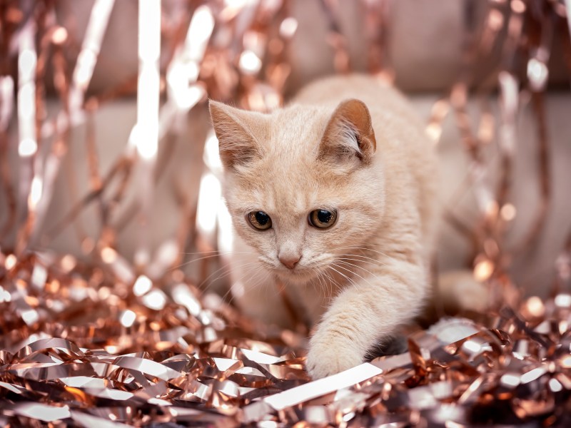 Katze Silvester Lamette