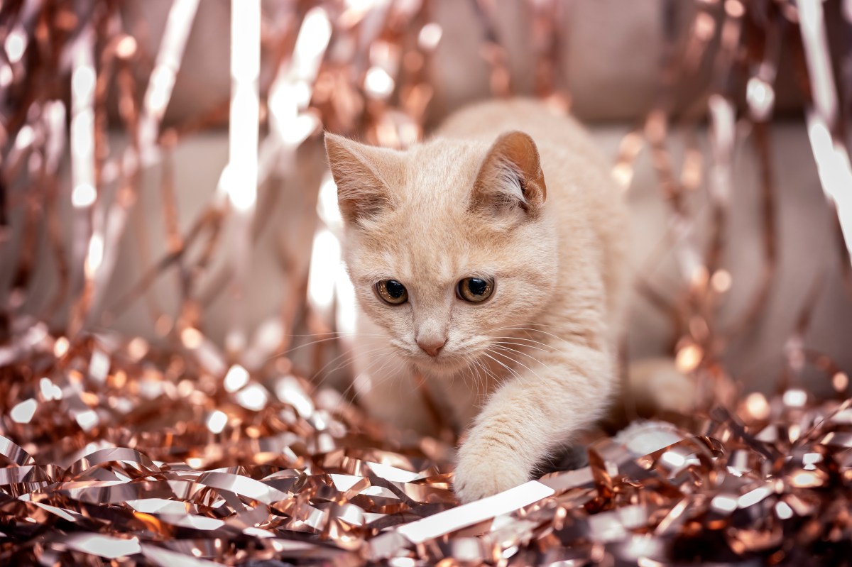 Katze Silvester Lamette