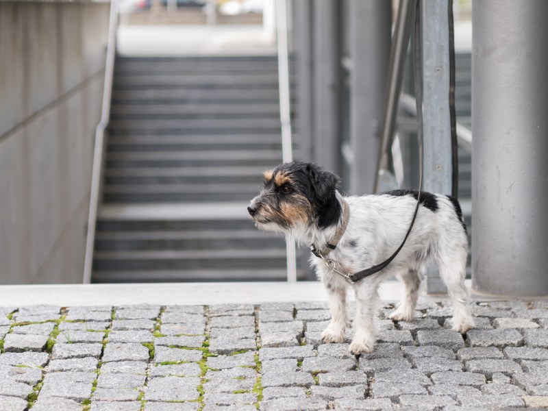 Ausgesetzter Hund