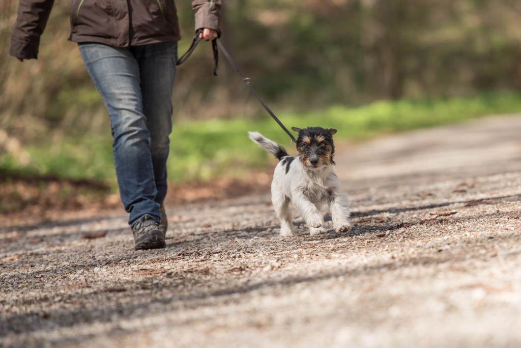 Hund geht Gassi