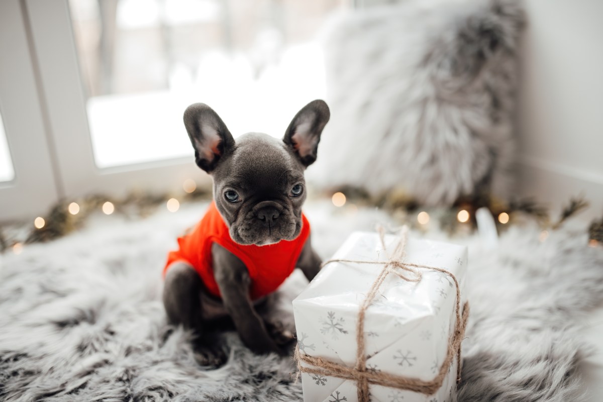 Hund als Weihnachtsgeschenk