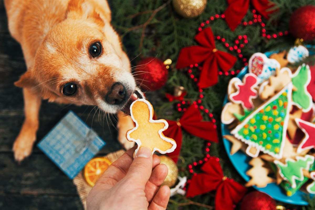 Hund will Plätzchen fressen