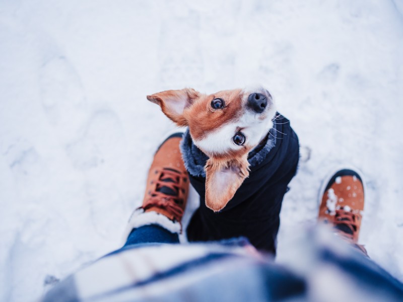 Hund im Schnee