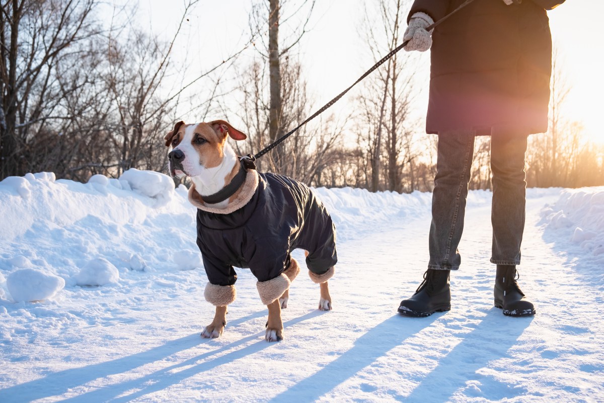 Hund im Winter