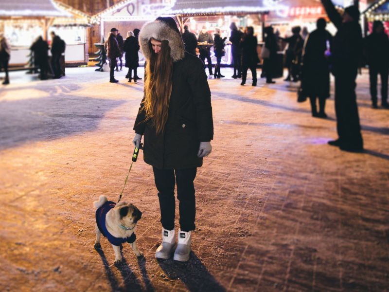 Hund auf dem Weihnachtsmarkt