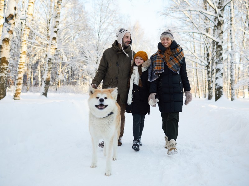 Hund im Winterurlaub