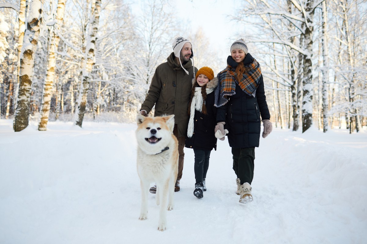 Hund im Winterurlaub