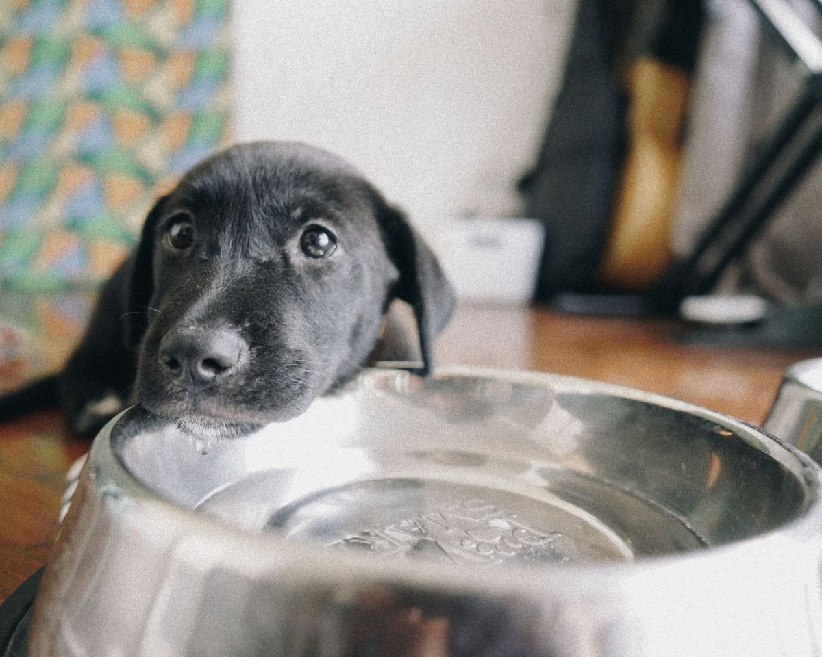Hund liegt auf Hundenapf