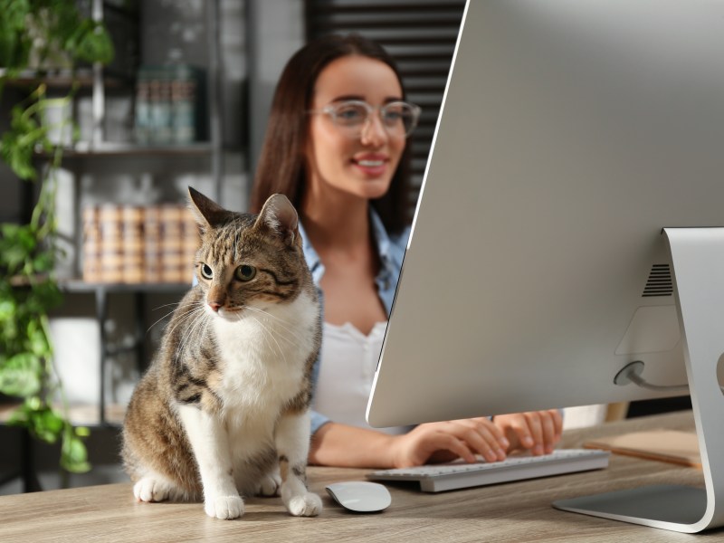 Katze im Büro mit Frau am Laptop