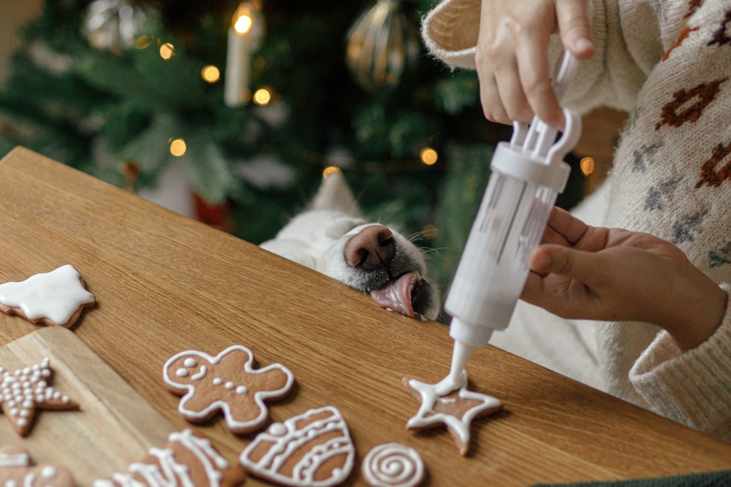 Hund will von Plätzchen naschen