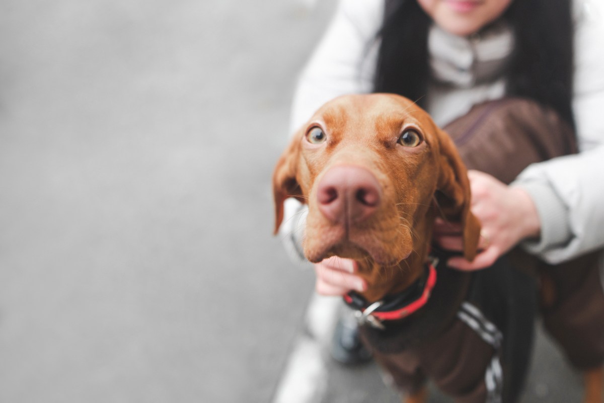 Magyar Vizsla