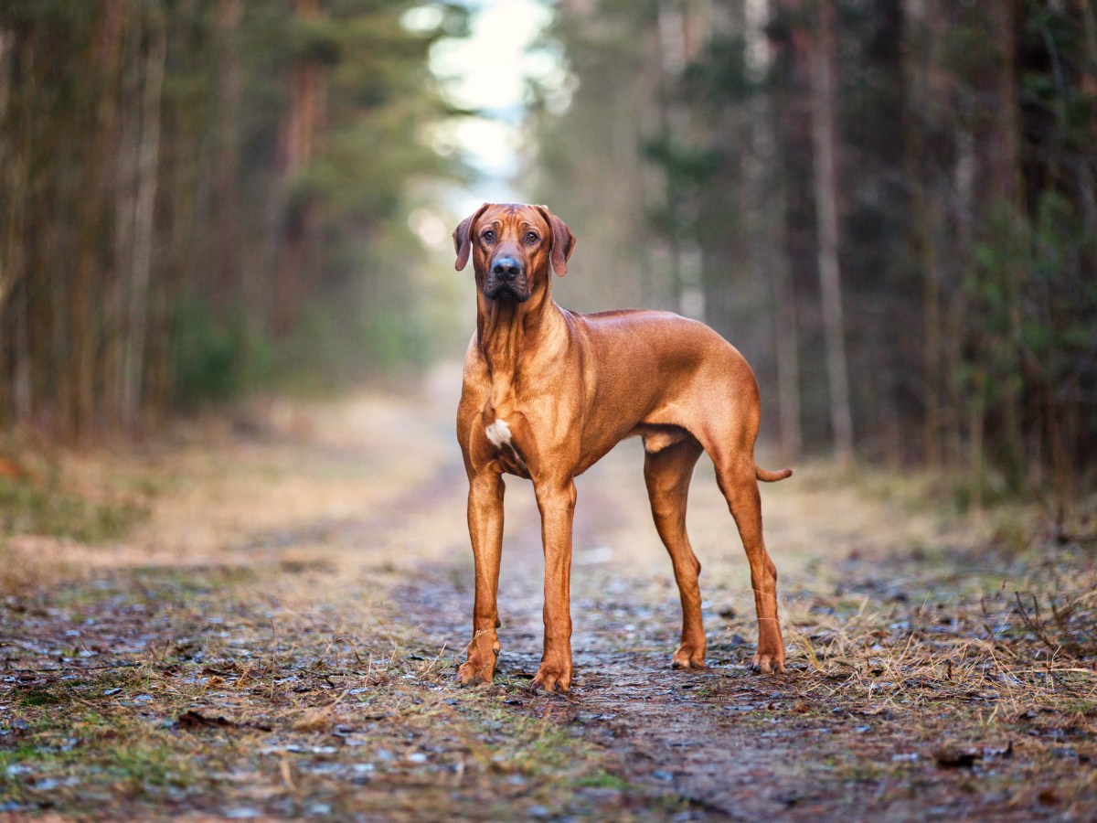 Rhodesian Ridgeback