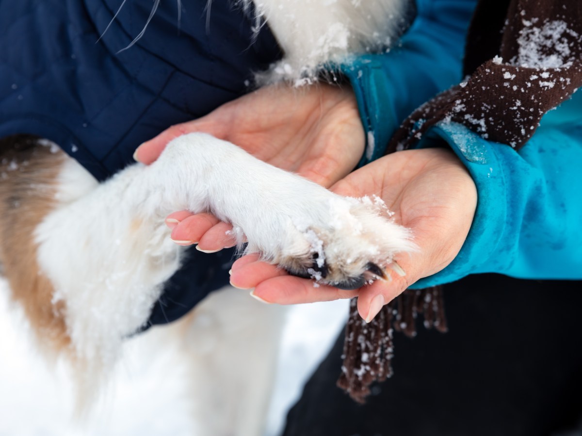 Schneeklumpen im Hundefell entfernen