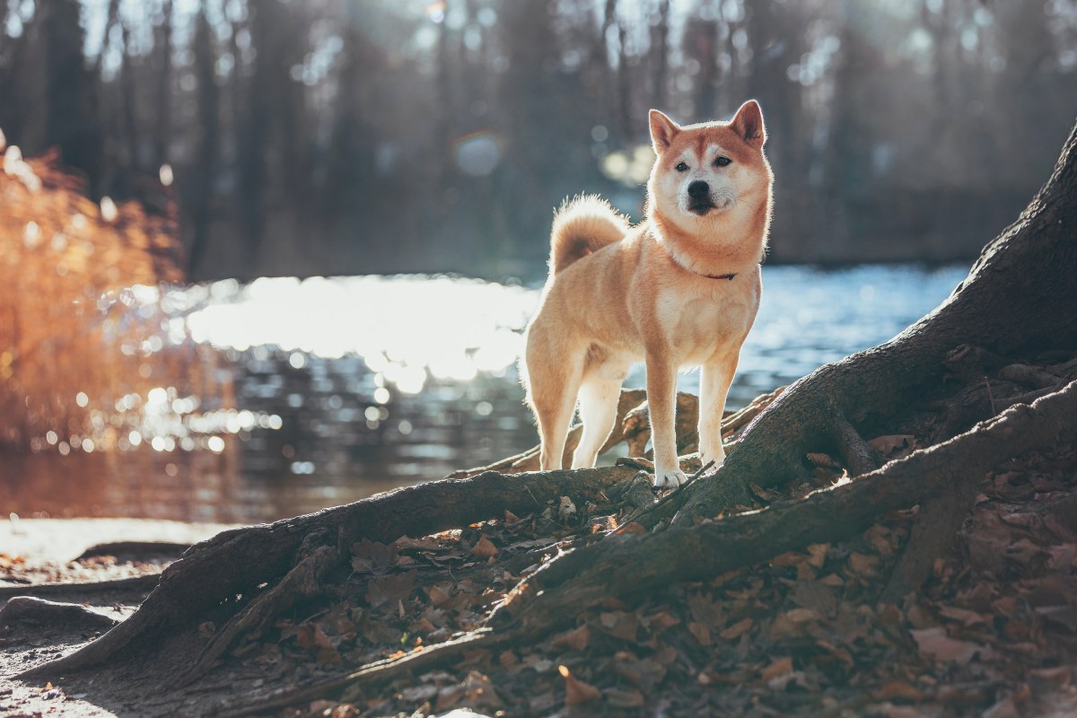 Shiba Inu