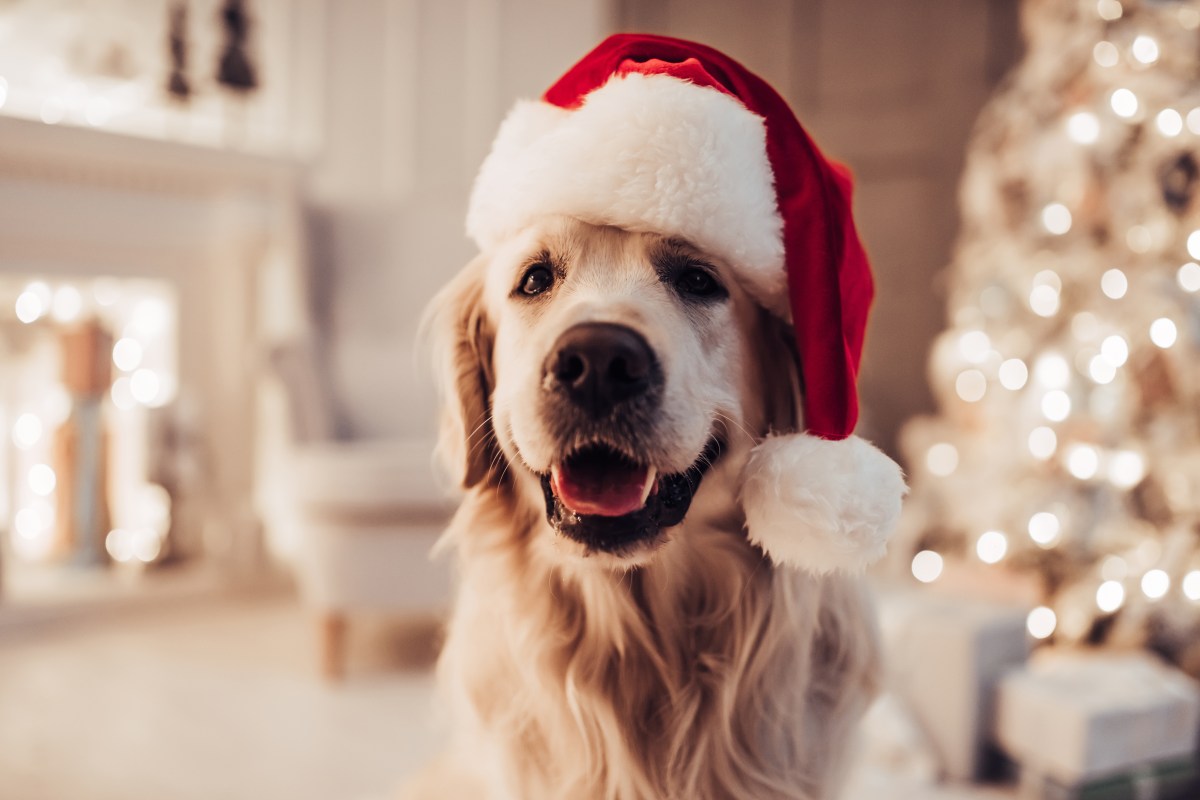 Weihnachten mit dem Hund