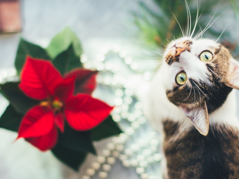 Weihnachtsstern giftig für Katzen