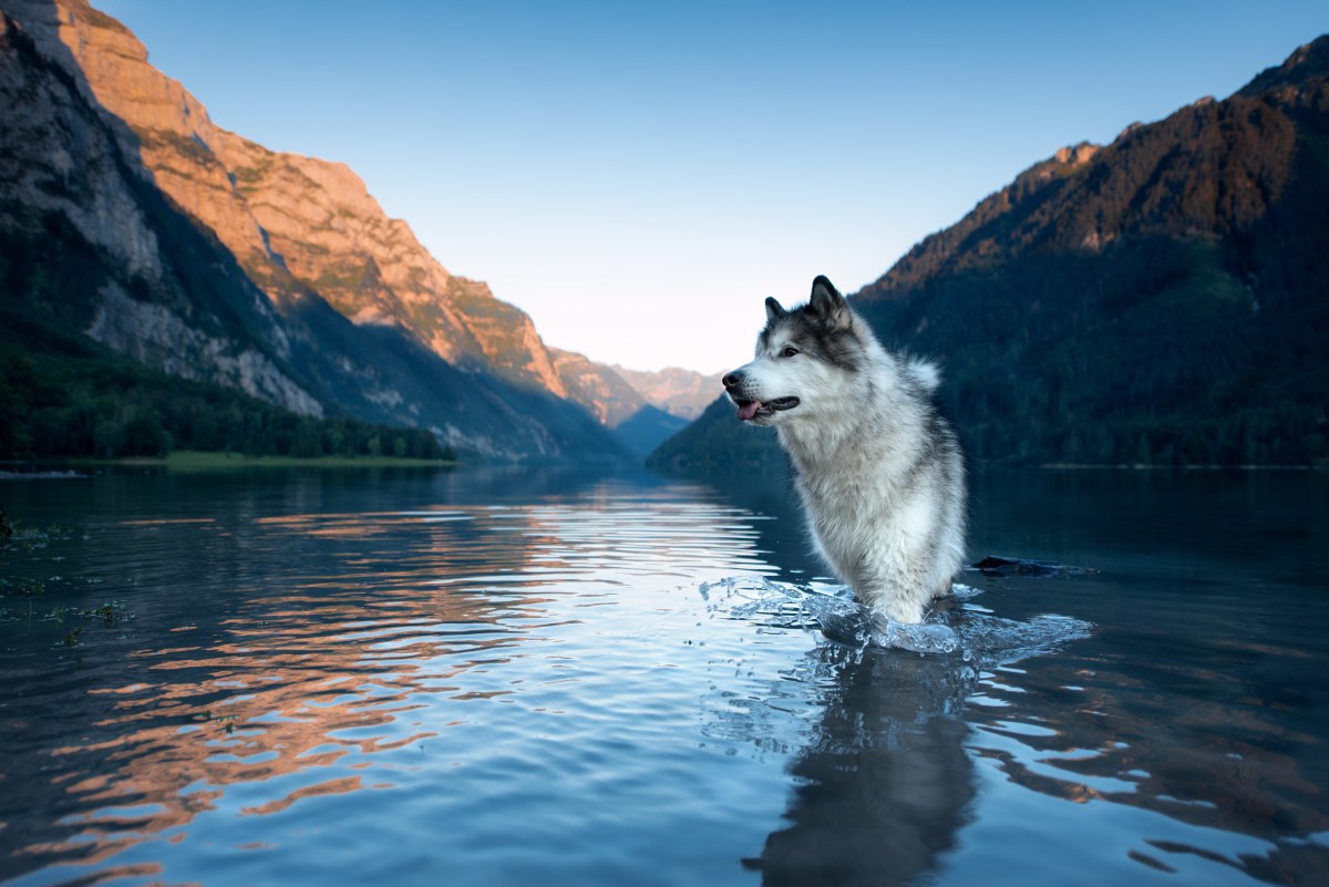 Alaskan Malamute