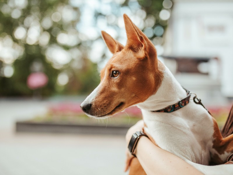 Basenji