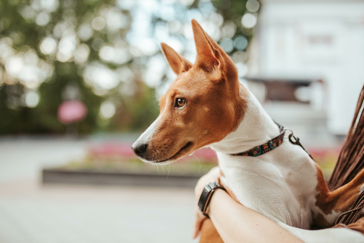 Basenji