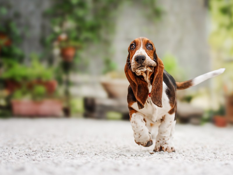 Basset Hound