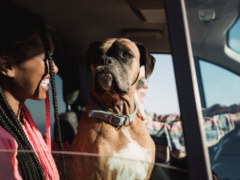 Boxer Hund