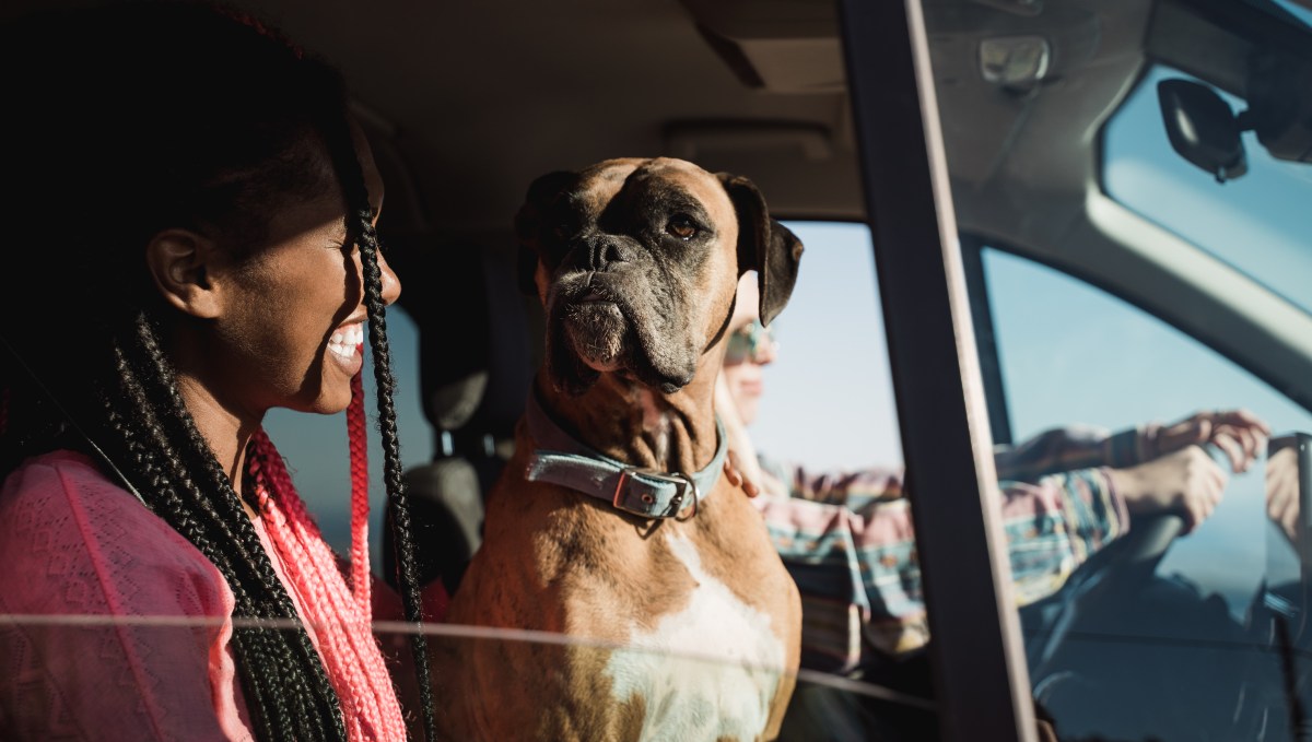 Boxer Hund