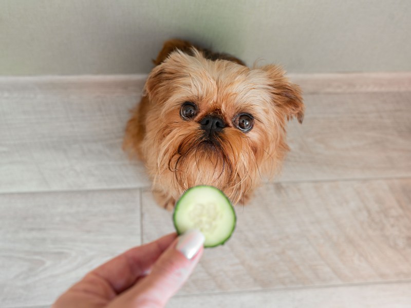 Diät-Hundefutter