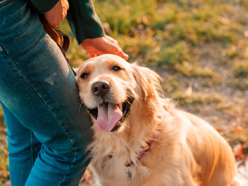 Golden Retriever