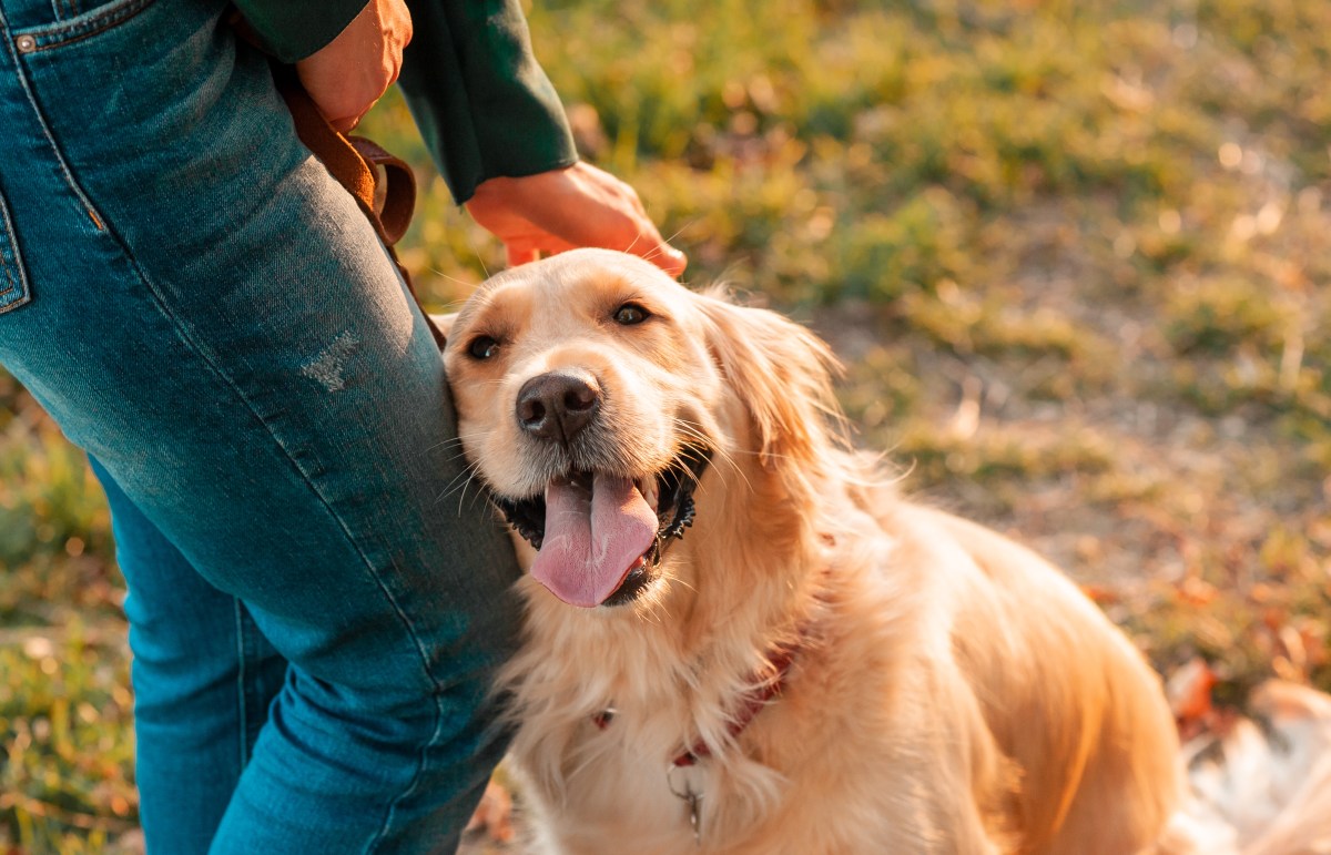 Golden Retriever