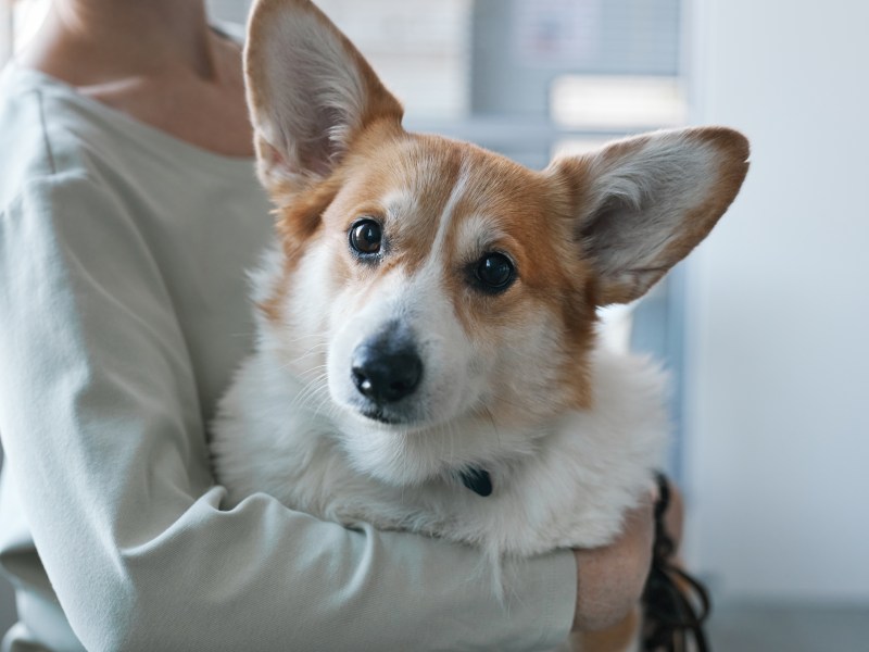 Corgi mit dunklen Augen