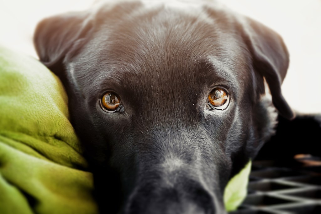 Hund mit dunklen Augen