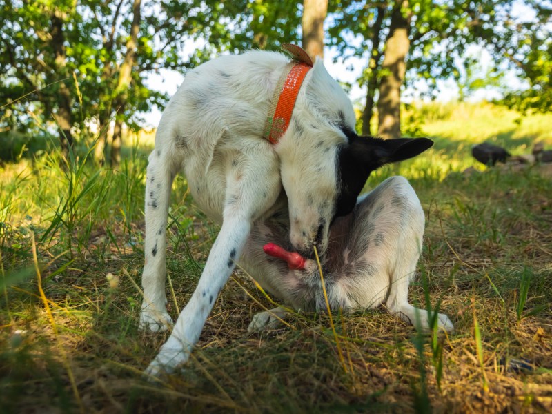 Hund fährt Glied aus und leckt sich