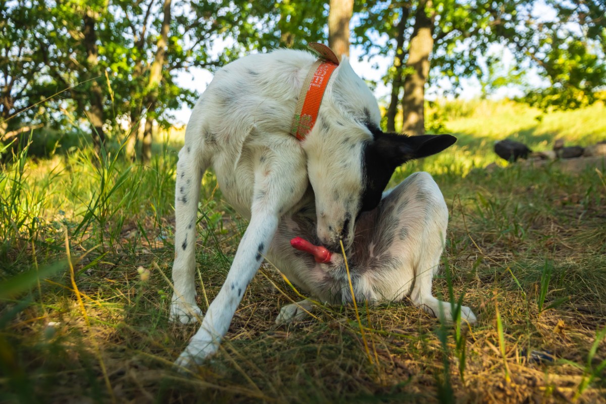 Hund fÃ¤hrt Glied aus und leckt sich