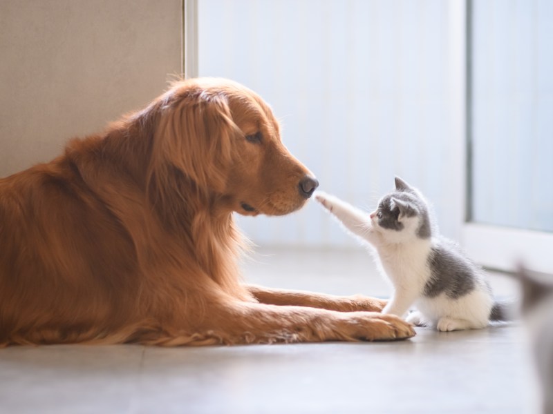 Hund mit Katze