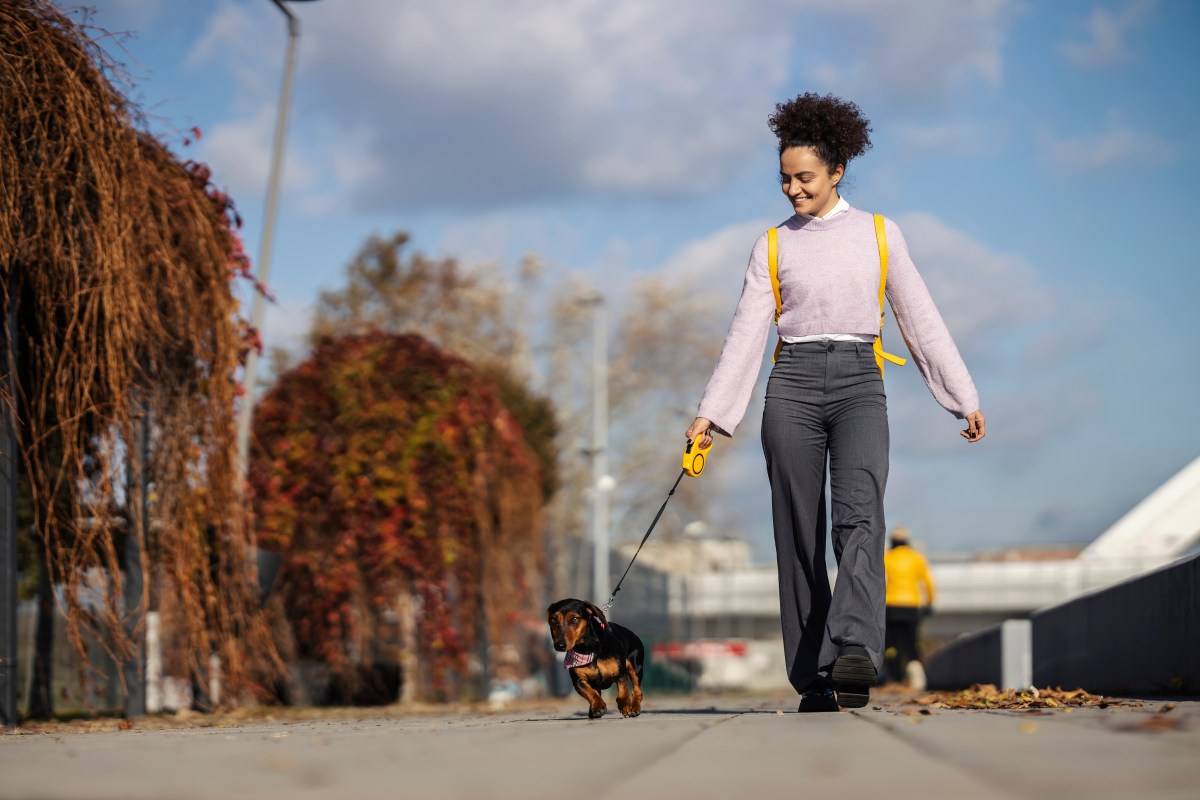 Hund in der Stadt