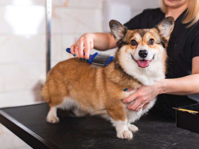 Friseur Hunde