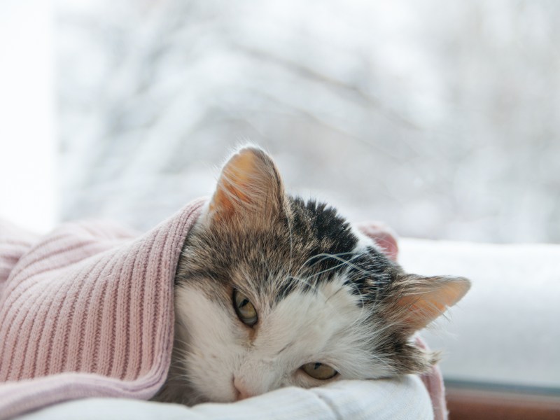 Katze mit Erkältung im Bett