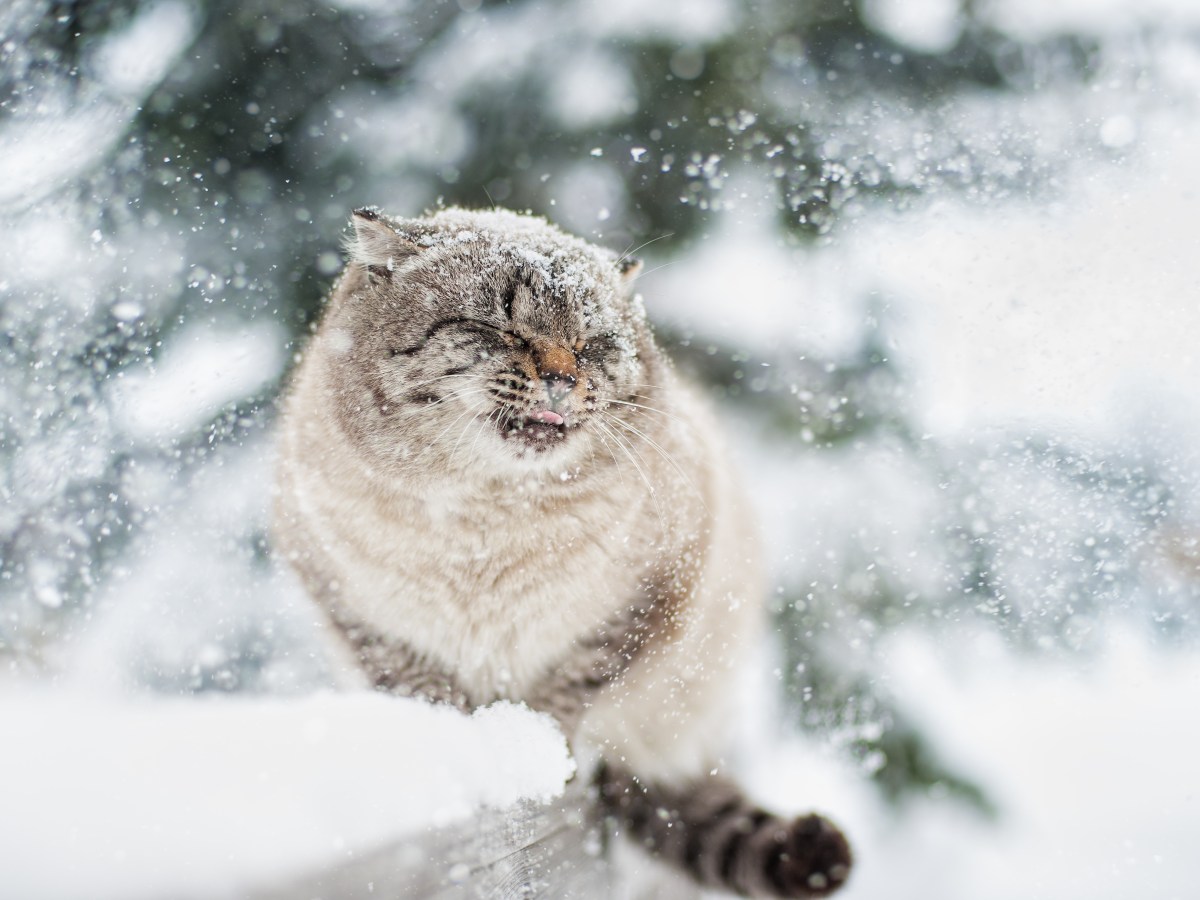 Katze frisst Schnee im Garten