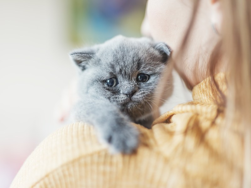 Katze trauert auf dem Arm einer Frau